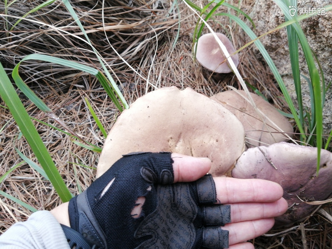 看“天书”，赏“百合”，天茶顶问茶，穿越迷魂涧