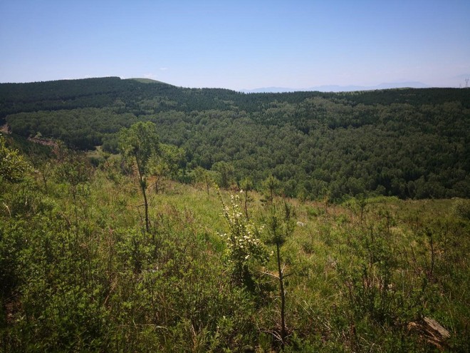 用跑步种绿树 杭马绿色公益报名开启