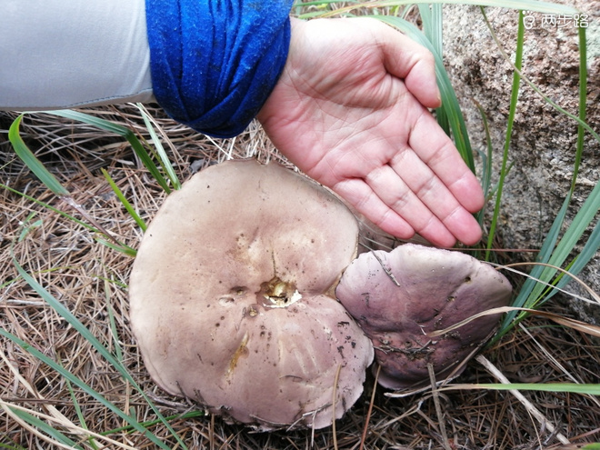 看“天书”，赏“百合”，天茶顶问茶，穿越迷魂涧