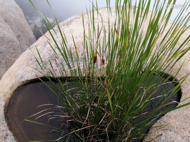 看“天书”，赏“百合”，天茶顶问茶，穿越迷魂涧