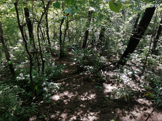 看“天书”，赏“百合”，天茶顶问茶，穿越迷魂涧