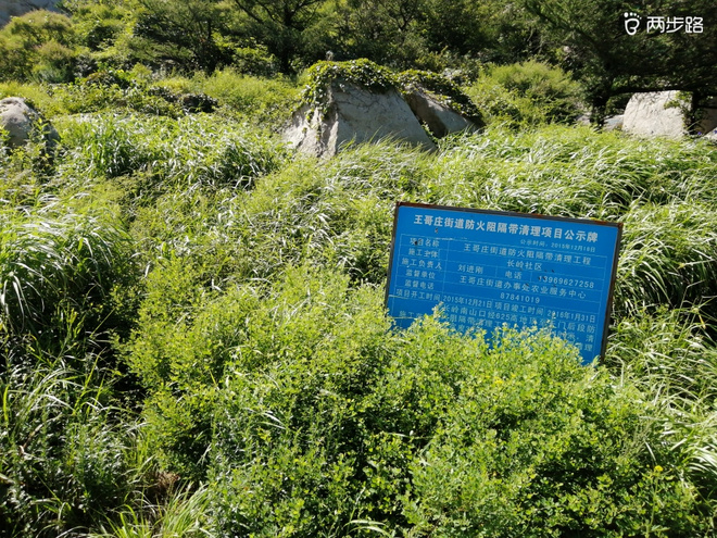 看“天书”，赏“百合”，天茶顶问茶，穿越迷魂涧