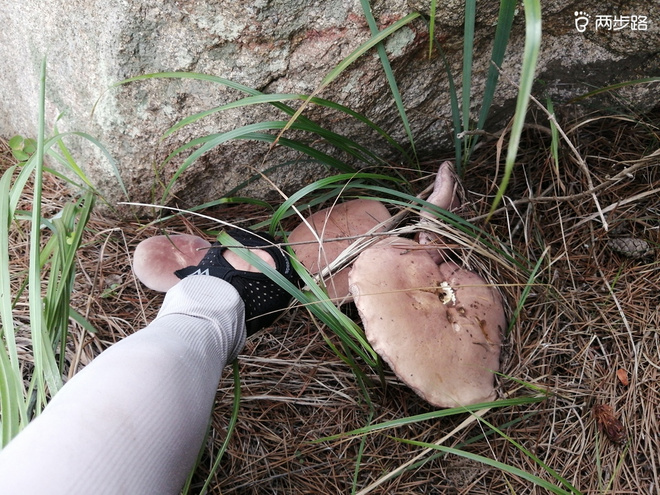 看“天书”，赏“百合”，天茶顶问茶，穿越迷魂涧