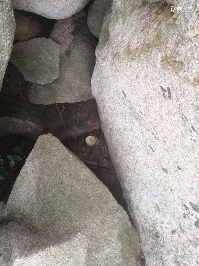 看“天书”，赏“百合”，天茶顶问茶，穿越迷魂涧