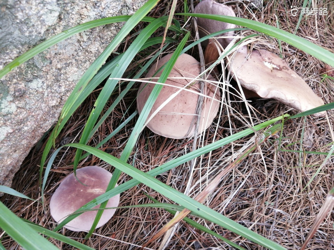 看“天书”，赏“百合”，天茶顶问茶，穿越迷魂涧