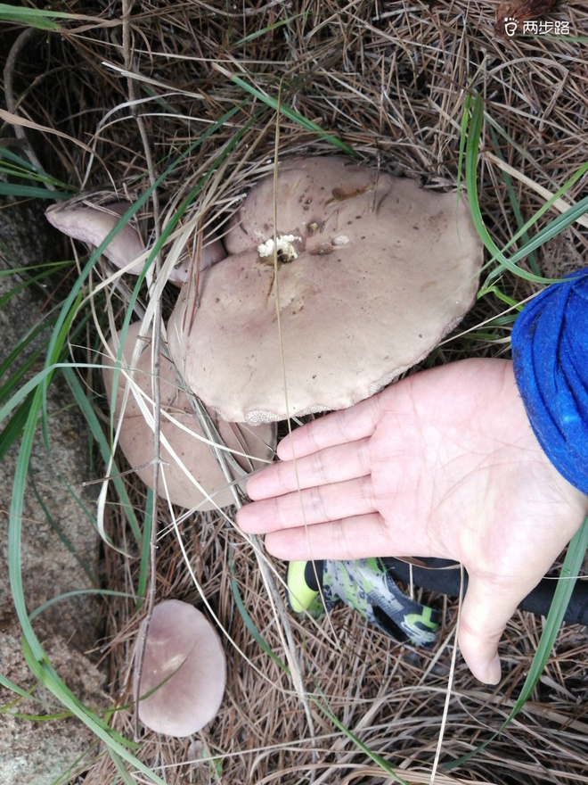 看“天书”，赏“百合”，天茶顶问茶，穿越迷魂涧