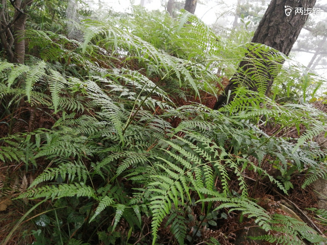 看“天书”，赏“百合”，天茶顶问茶，穿越迷魂涧