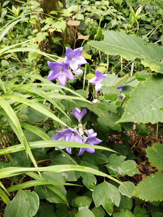 看“天书”，赏“百合”，天茶顶问茶，穿越迷魂涧