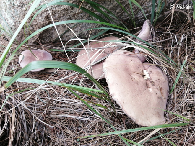 看“天书”，赏“百合”，天茶顶问茶，穿越迷魂涧