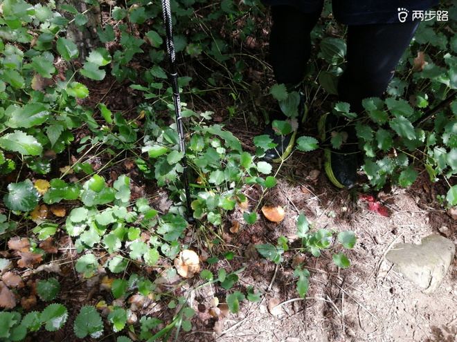 看“天书”，赏“百合”，天茶顶问茶，穿越迷魂涧