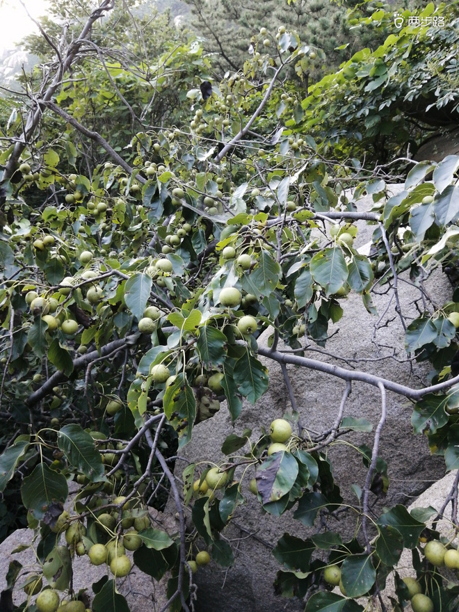 看“天书”，赏“百合”，天茶顶问茶，穿越迷魂涧