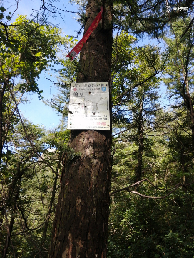 看“天书”，赏“百合”，天茶顶问茶，穿越迷魂涧
