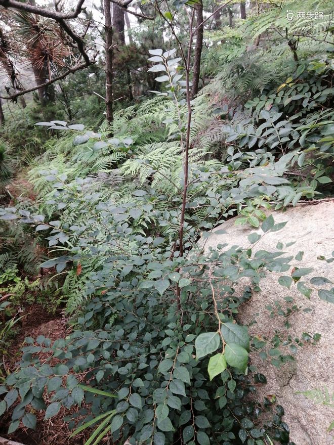 看“天书”，赏“百合”，天茶顶问茶，穿越迷魂涧