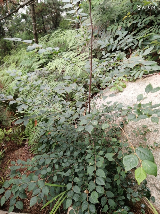 看“天书”，赏“百合”，天茶顶问茶，穿越迷魂涧