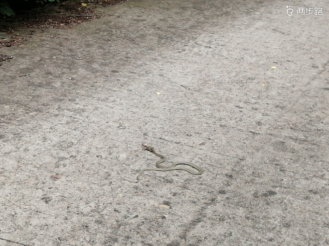 巨峰公路跑，“挑战”利奇马