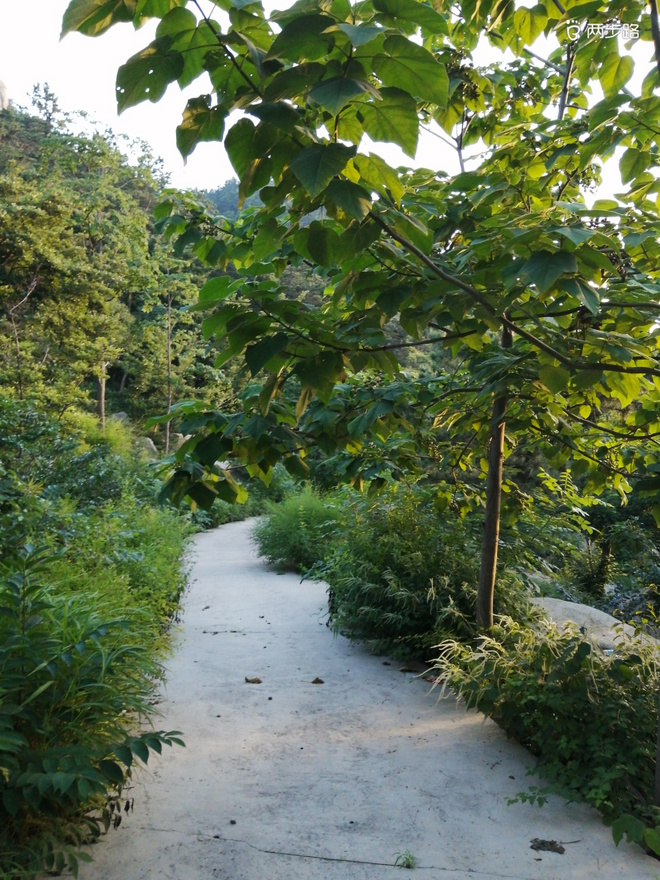 看“天书”，赏“百合”，天茶顶问茶，穿越迷魂涧