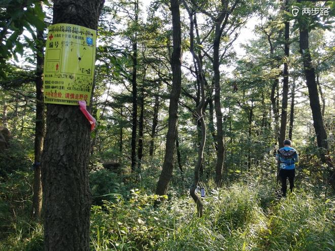 看“天书”，赏“百合”，天茶顶问茶，穿越迷魂涧