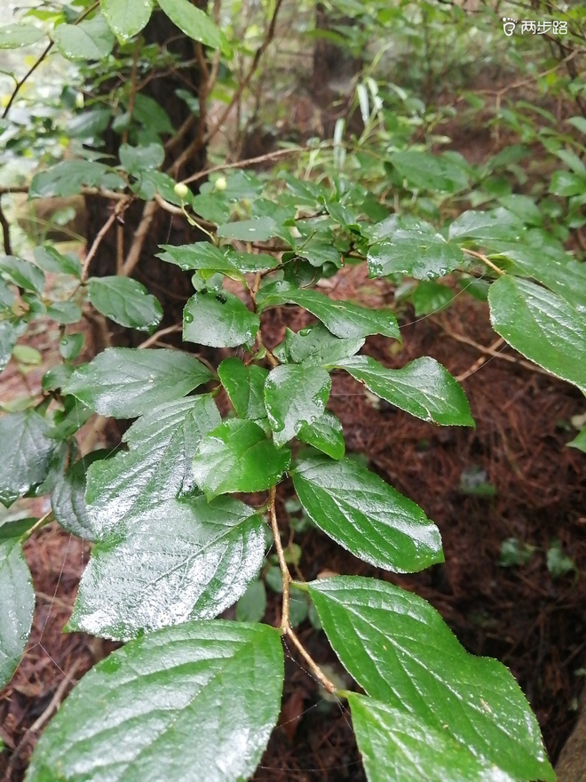 看“天书”，赏“百合”，天茶顶问茶，穿越迷魂涧