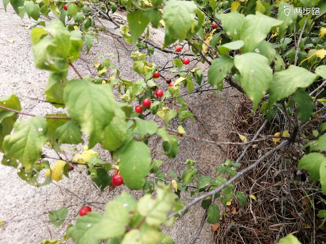 看“天书”，赏“百合”，天茶顶问茶，穿越迷魂涧