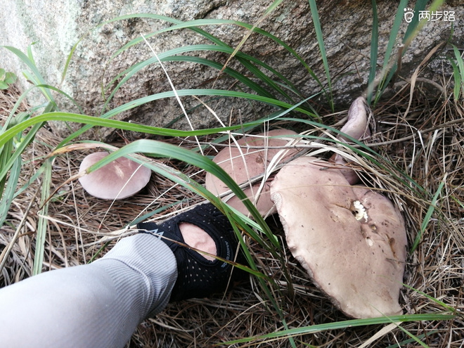 看“天书”，赏“百合”，天茶顶问茶，穿越迷魂涧