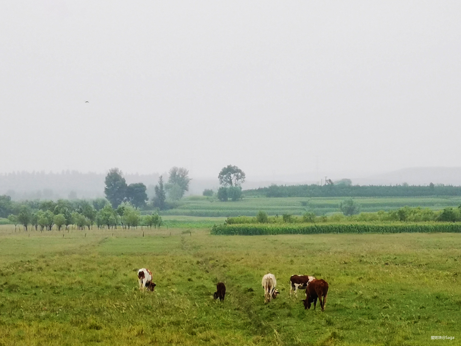 鄂尔多斯村跑：躁动夏天不停歇！让我在下雨的草原撒点野