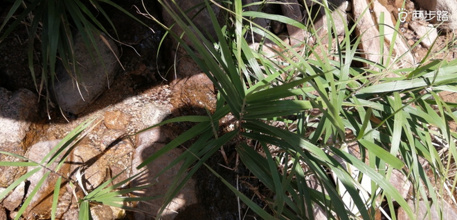 致敬UTMB-崂山小环线徒步
