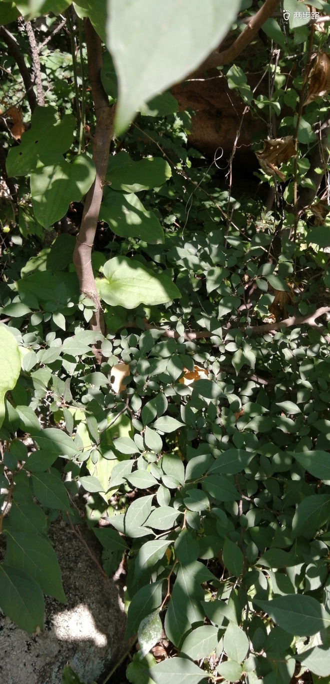 致敬UTMB-崂山小环线徒步