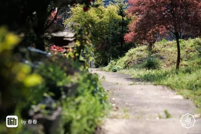 我在江南樱花季，遇见最勇敢的自己——记首百四明山110km越野赛