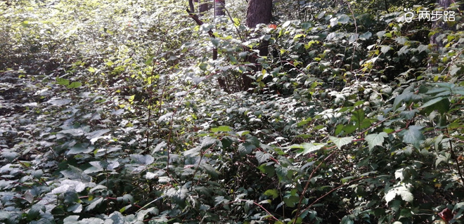 敬畏自然-致敬即将到来的LS100-中段赛道体验