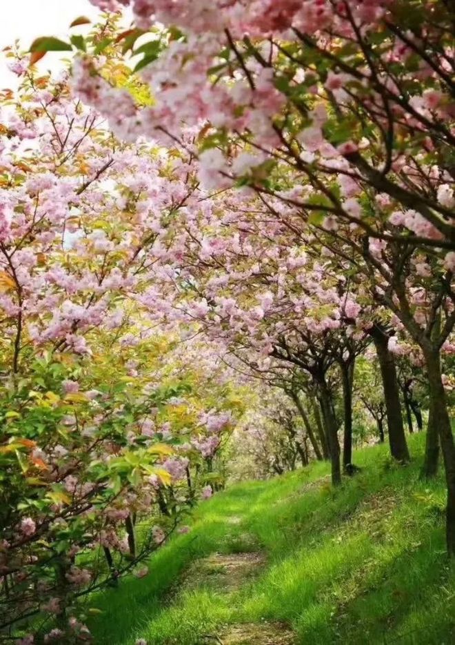 我在江南樱花季，遇见最勇敢的自己——记首百四明山110km越野赛