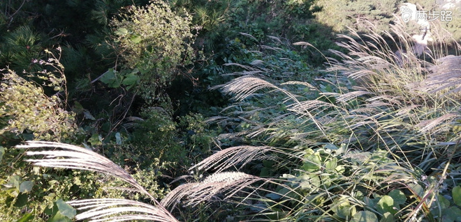 敬畏自然-致敬即将到来的LS100-中段赛道体验