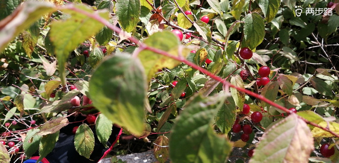 敬畏自然-致敬即将到来的LS100-中段赛道体验