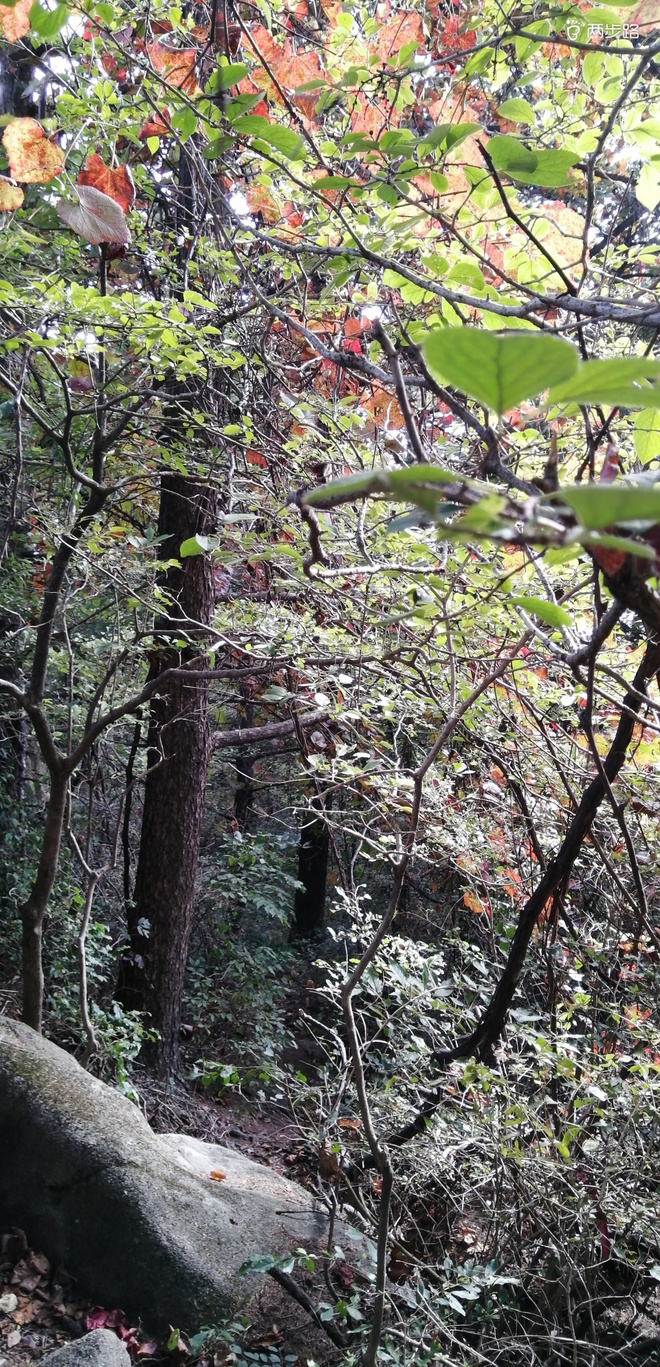 敬畏自然-致敬即将到来的LS100-中段赛道体验