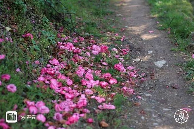 我在江南樱花季，遇见最勇敢的自己——记首百四明山110km越野赛
