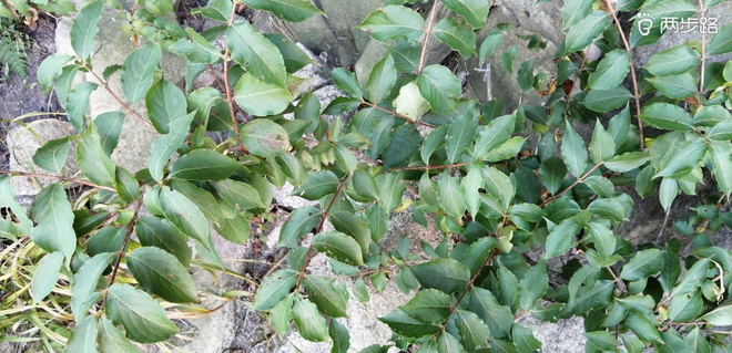 致敬UTMB-崂山小环线徒步