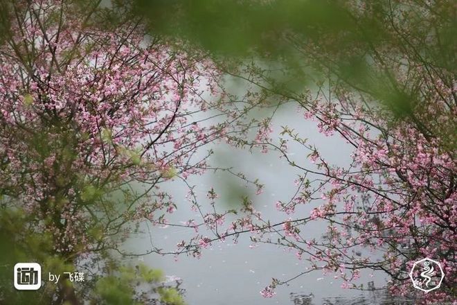 我在江南樱花季，遇见最勇敢的自己——记首百四明山110km越野赛