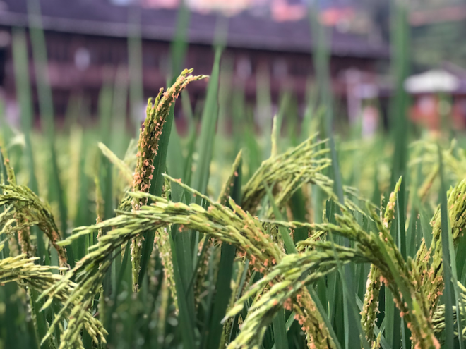 越过山丘，有人等候|记2019龙脊百公里跑山赛