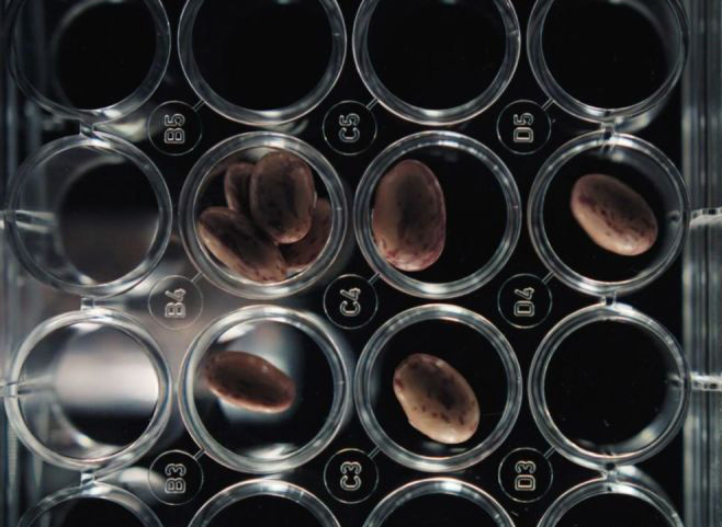 你会吃人造肉吗？