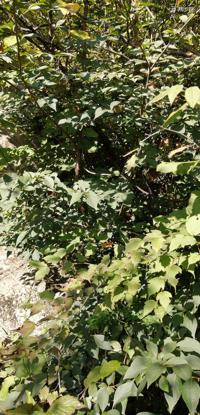 致敬UTMB-崂山小环线徒步