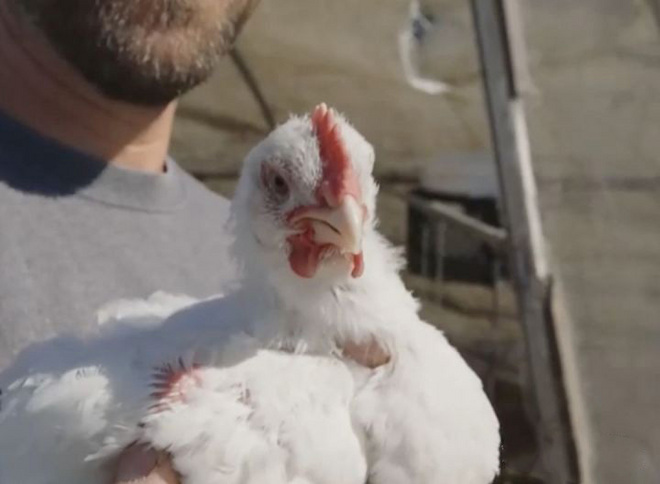 你会吃人造肉吗？