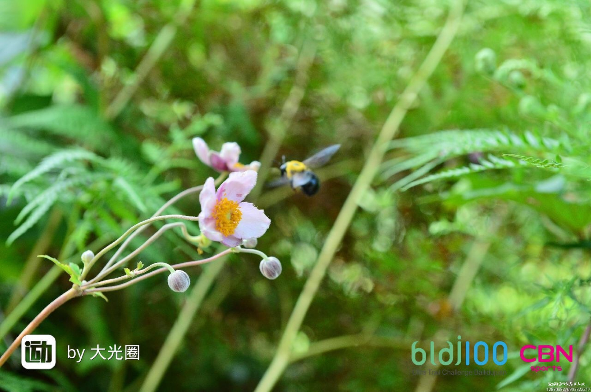 山峦在呼唤我，我必须往哪儿走！记2019百里杜鹃第三届越野跑挑战赛！