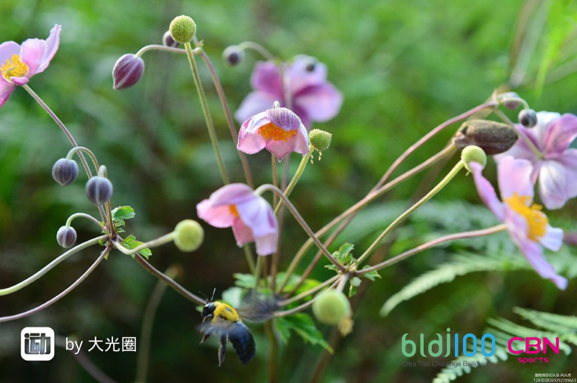 山峦在呼唤我，我必须往哪儿走！记2019百里杜鹃第三届越野跑挑战赛！