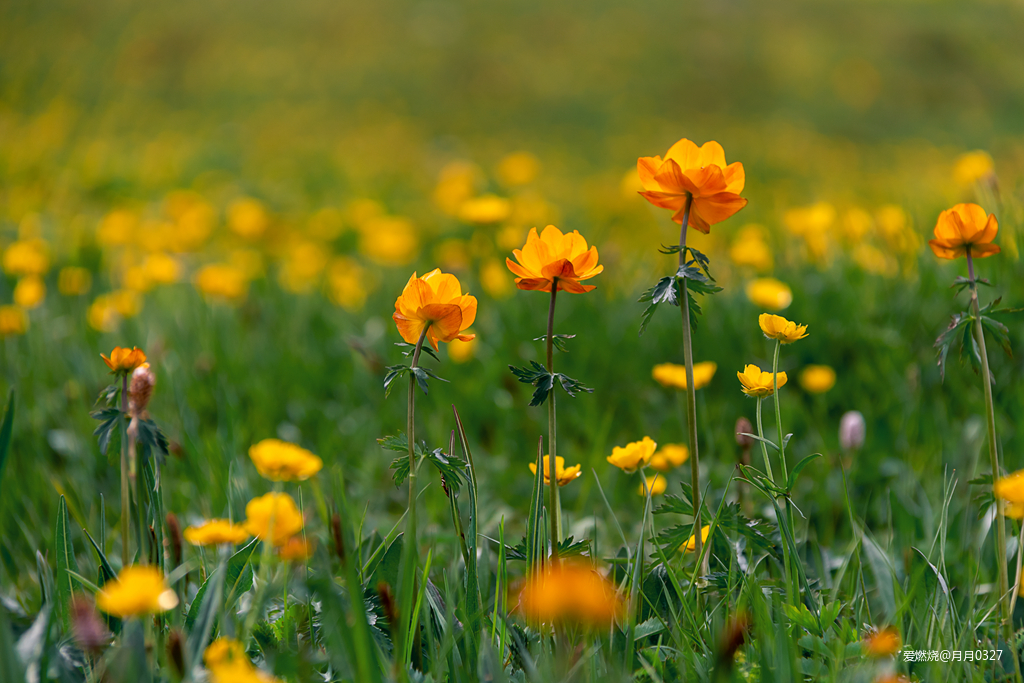纵情奔跑在鲜花盛开的诗意远方｜2019喀纳斯超级越野赛