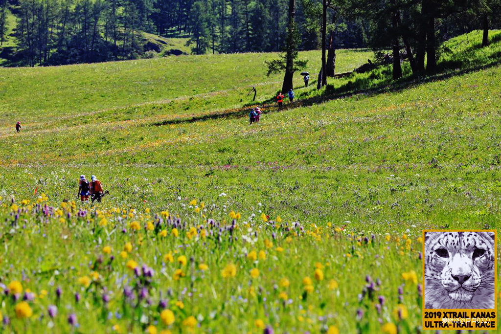 纵情奔跑在鲜花盛开的诗意远方｜2019喀纳斯超级越野赛