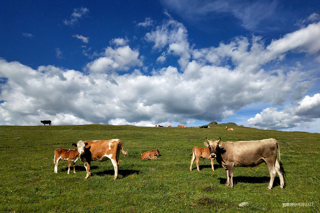 纵情奔跑在鲜花盛开的诗意远方｜2019喀纳斯超级越野赛