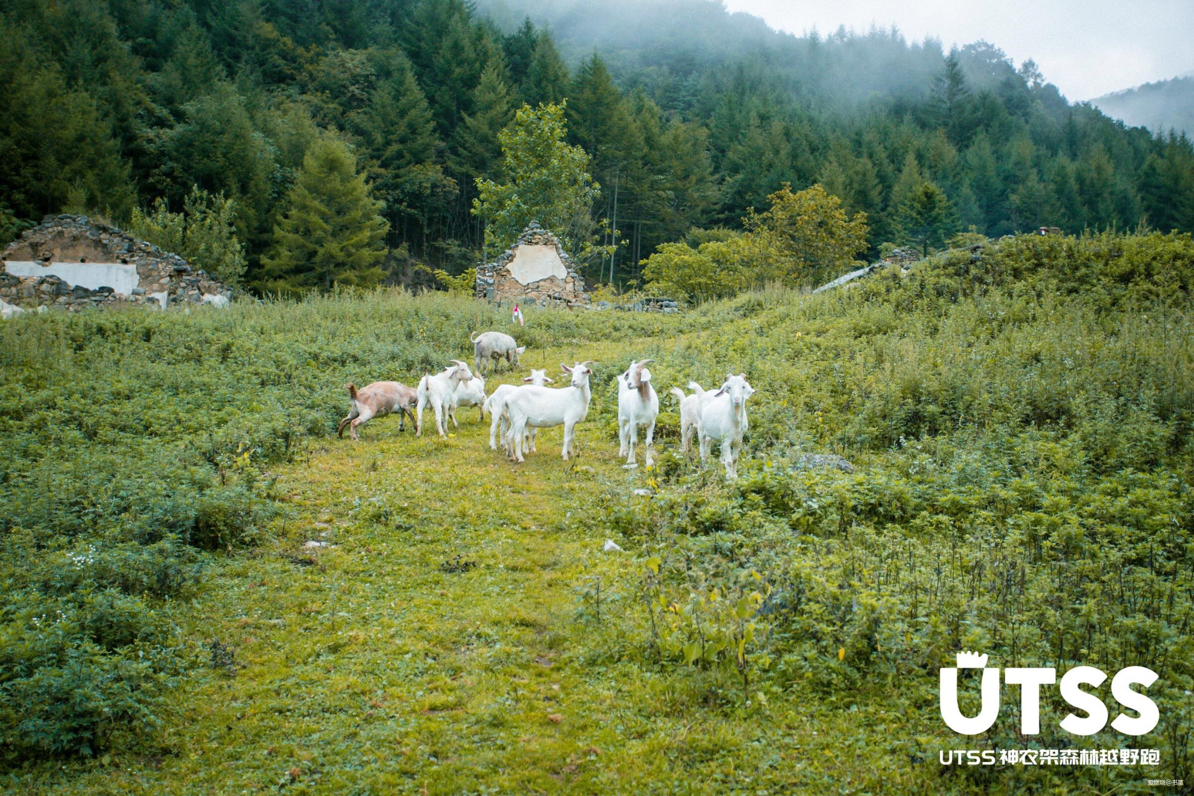 神农见首不见尾
