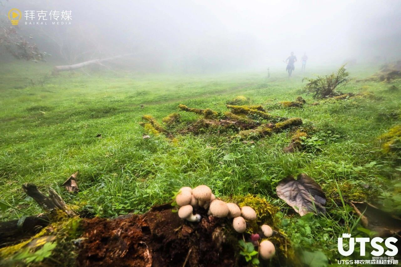神农见首不见尾