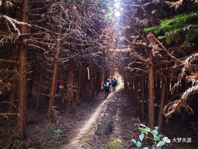 虐到不行——大梦的2019江山一百60公里组赛记