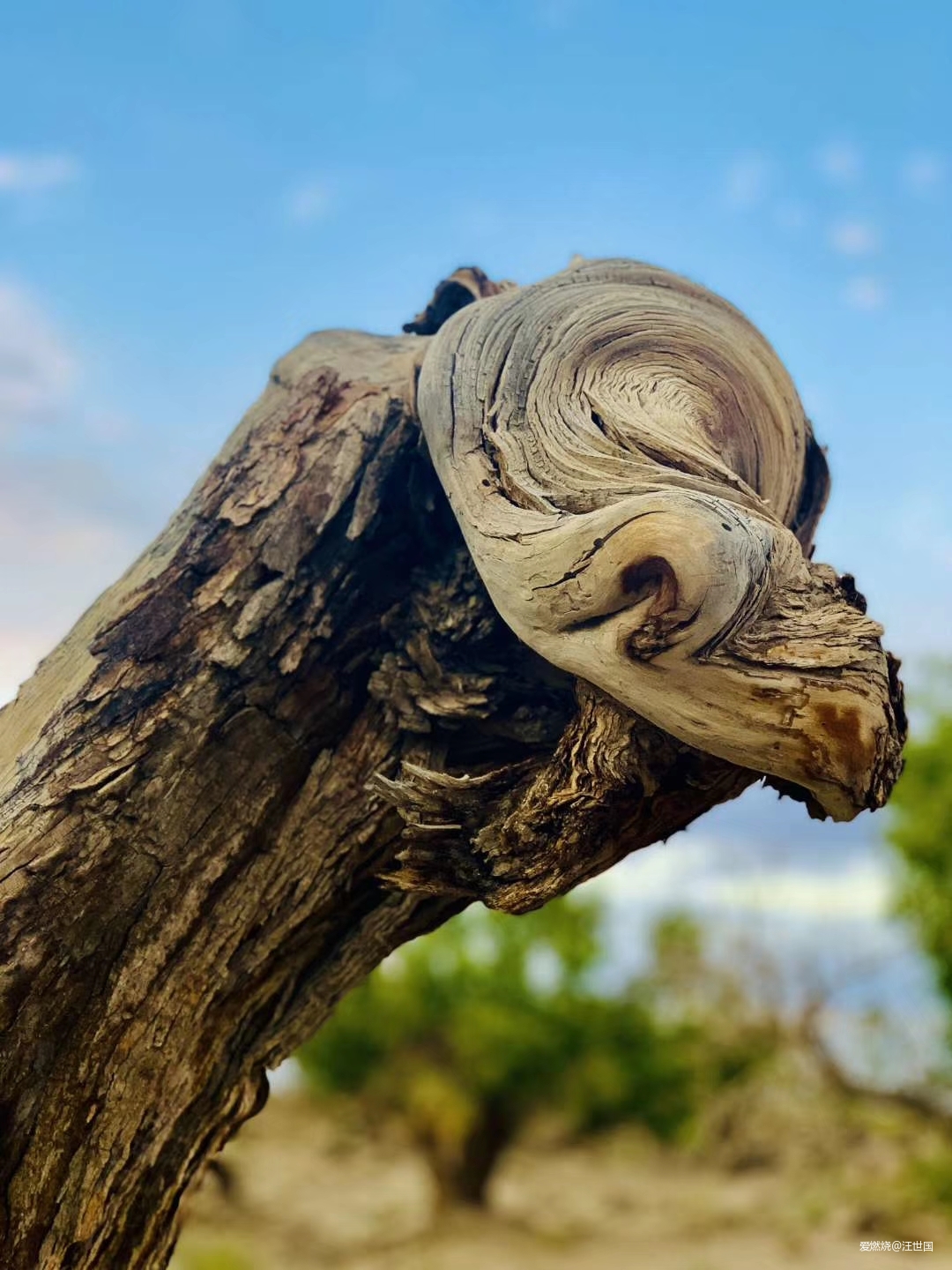 先穿胡杨林  再转幻彩湖——新疆伊吾胡杨林与幻彩湖两日两马赛记