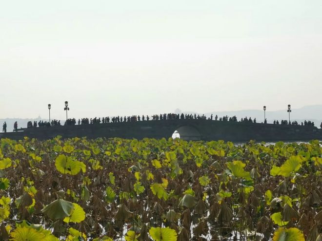 我去西湖跑半马，偶遇跑者施一公